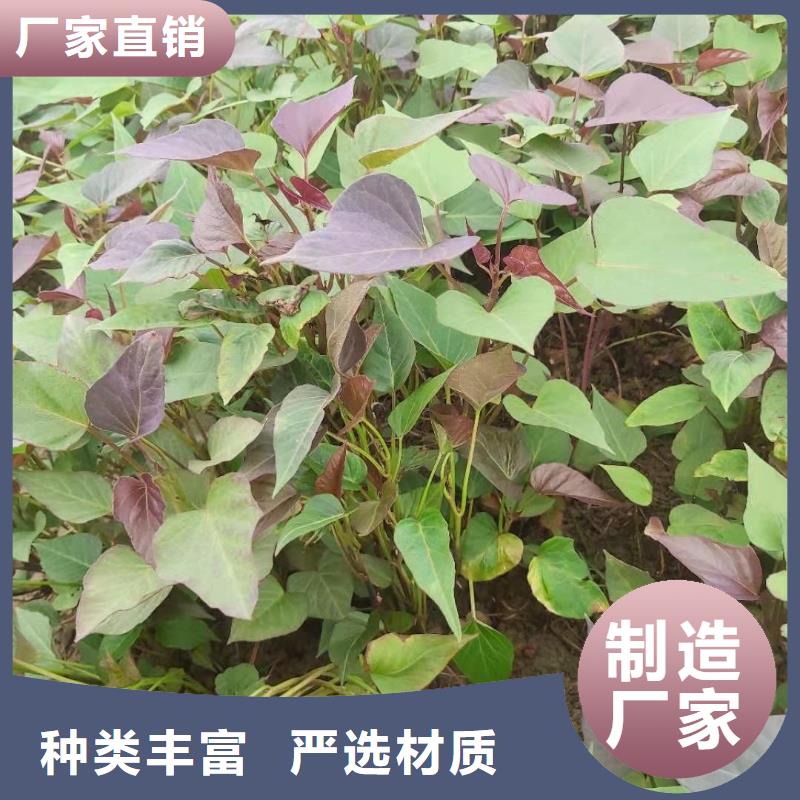 紫薯种苗图片