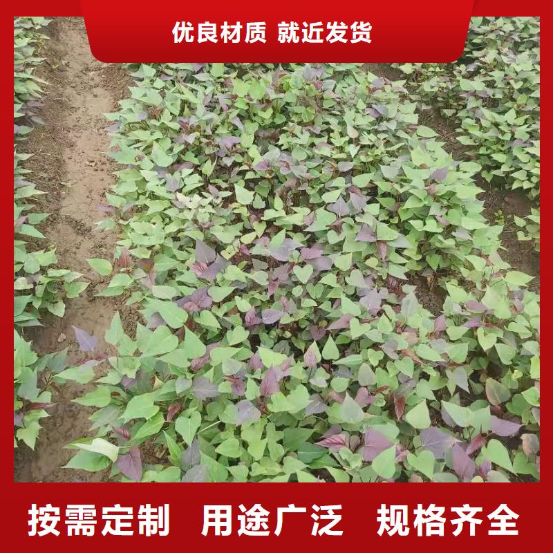 紫薯种子图片