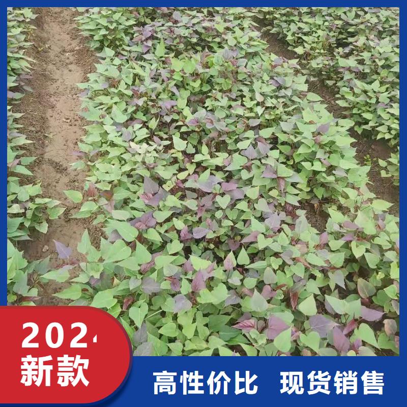 紫薯苗（济黑2号）种植厂家