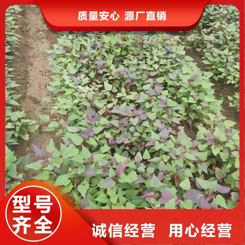 红薯苗（西瓜红）批发销售