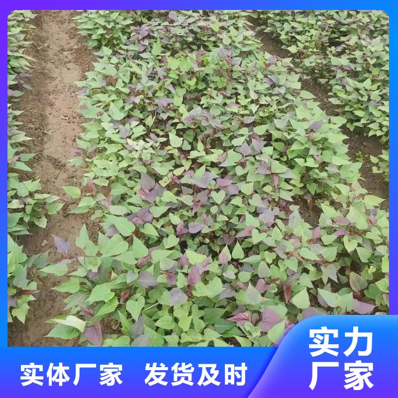 紫薯苗图片