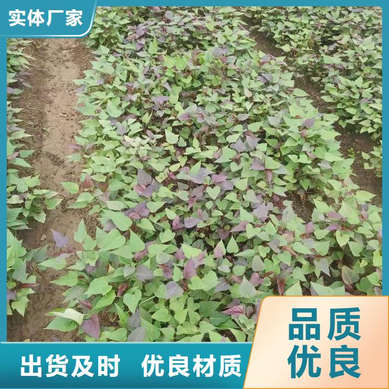 紫薯苗羽衣甘蓝粉一周内发货