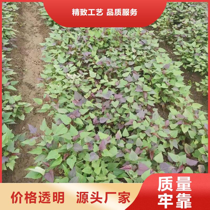 紫甘薯苗批发