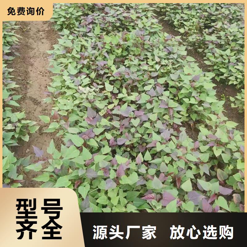 紫薯苗（绫紫）厂家