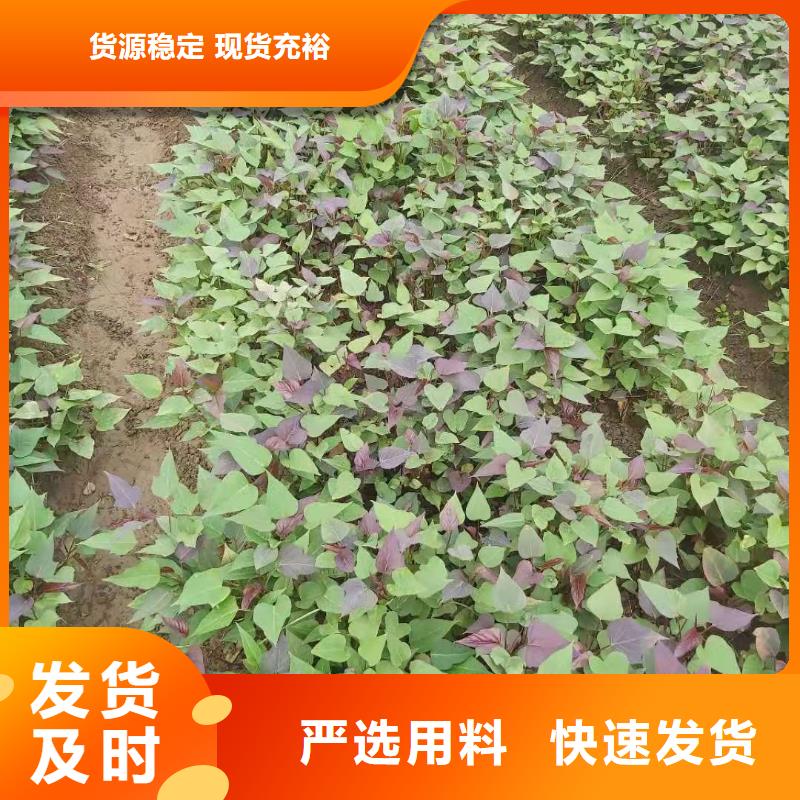 紫薯种苗种植基地