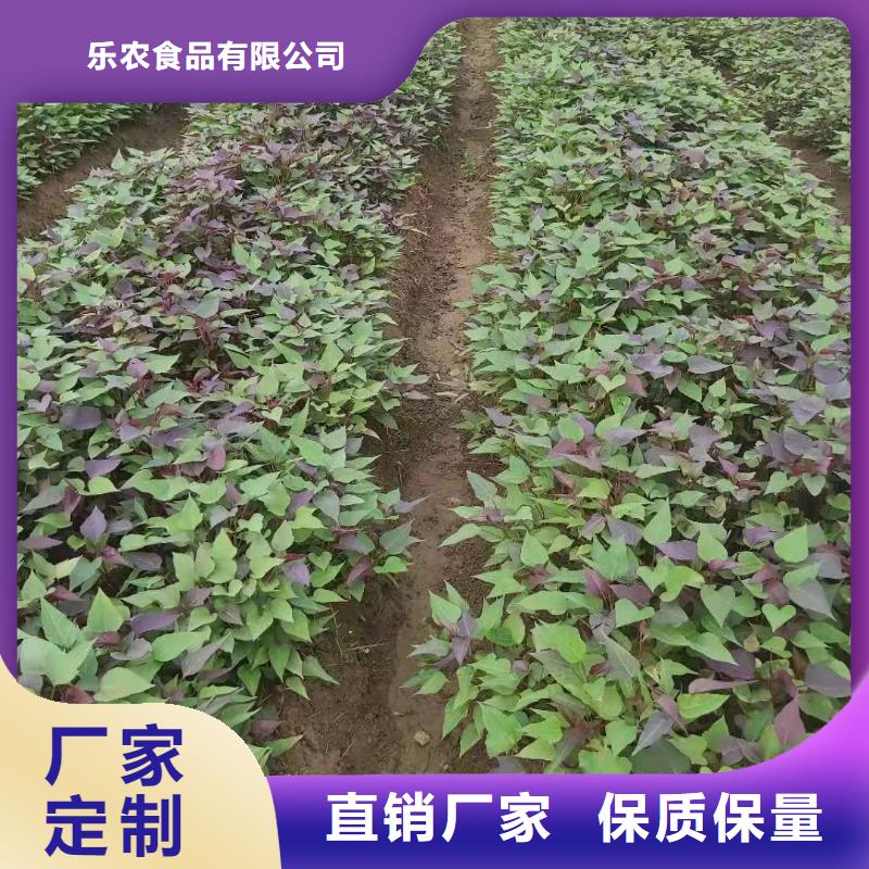 紫地瓜苗市场报价