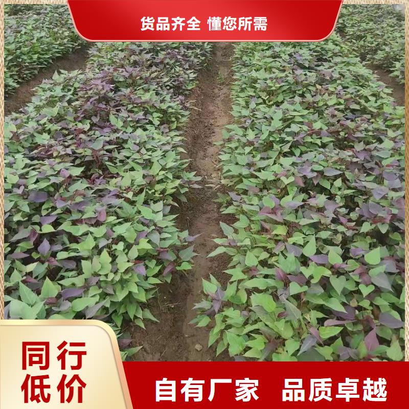 紫薯苗（济黑2号）多少钱