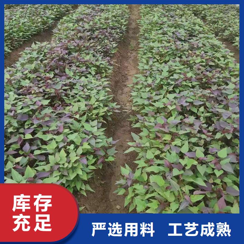 紫薯苗批发