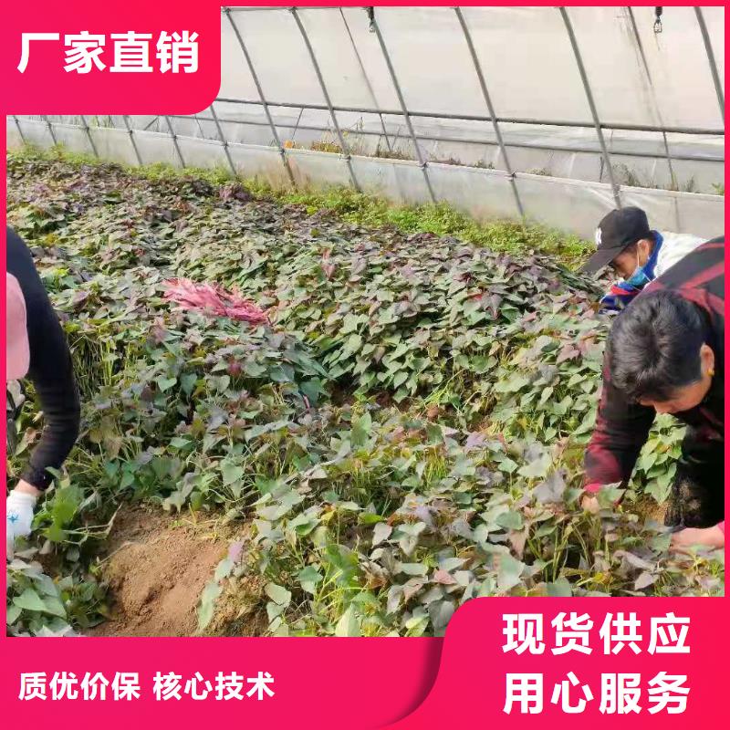 红薯苗（西瓜红）报价
