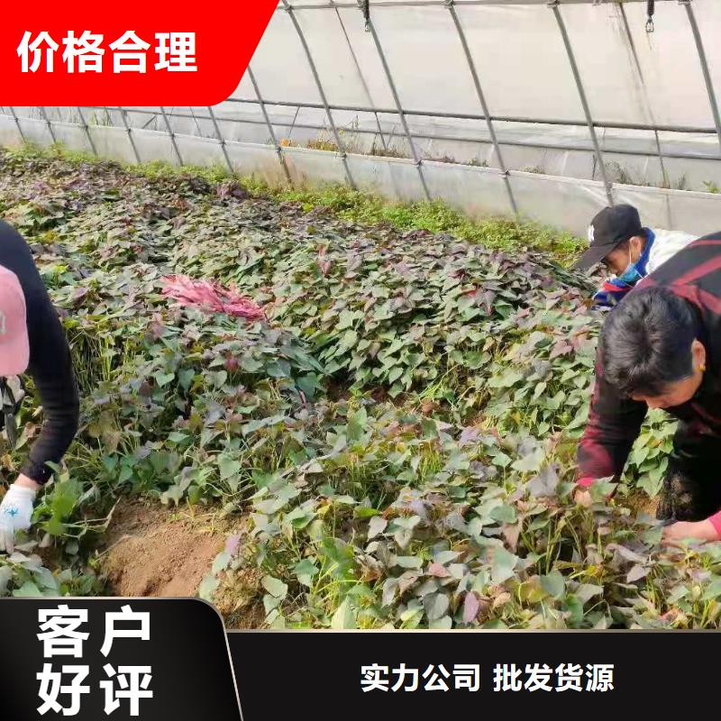 鲜食型紫薯苗报价