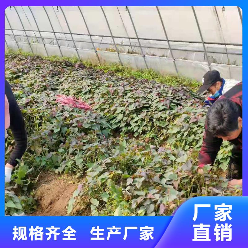 麦茬苗（紫薯)产量高