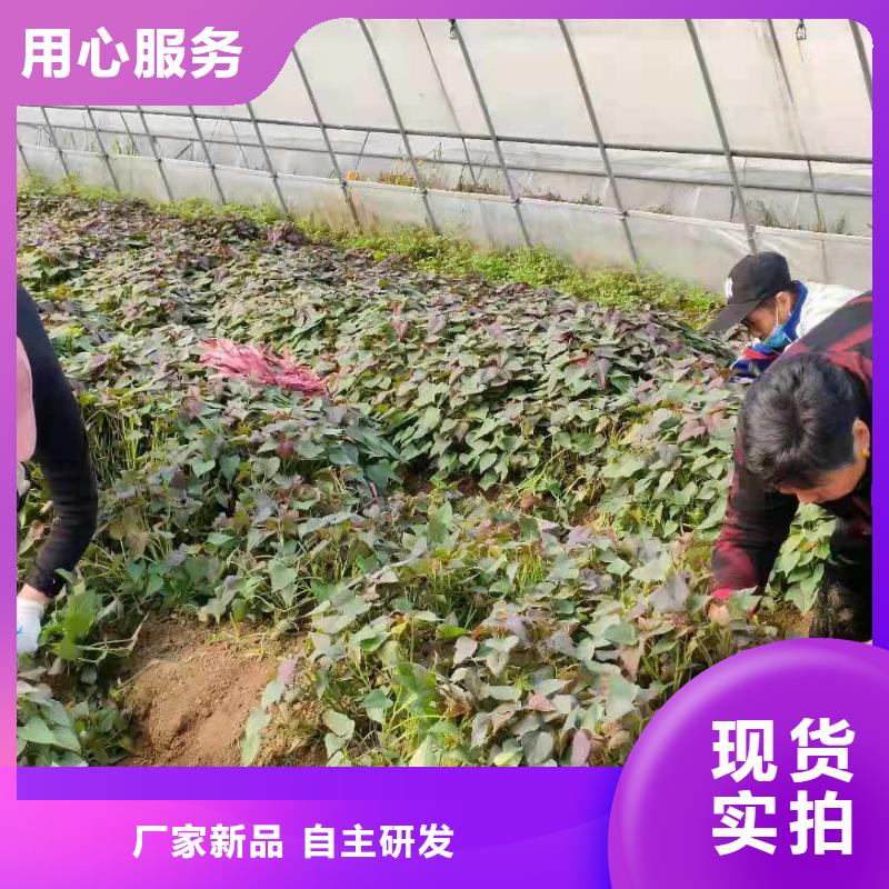 脱毒紫薯苗多少钱