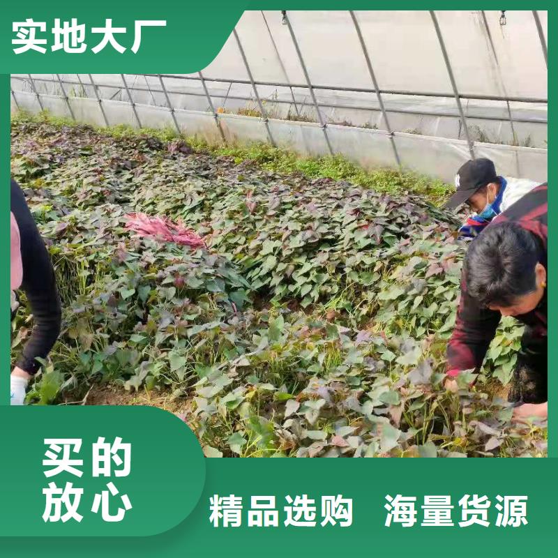 红薯苗（西瓜红）批发