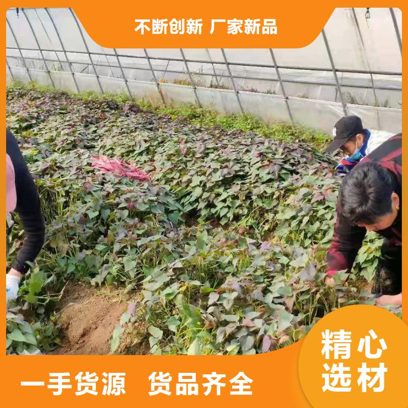 紫地瓜苗多少钱一棵