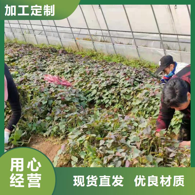 紫薯苗种植基地