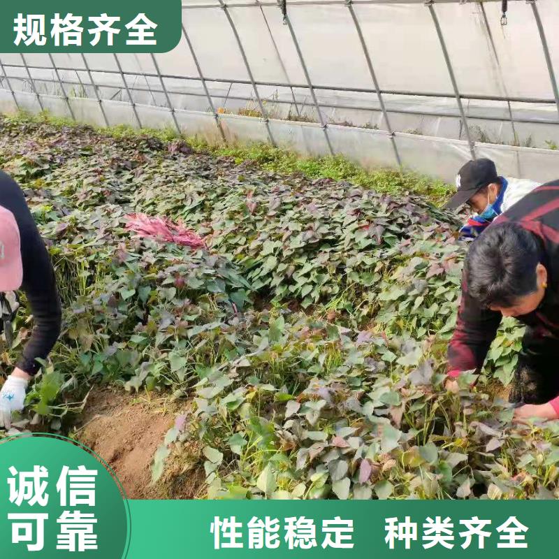 紫薯苗子报价