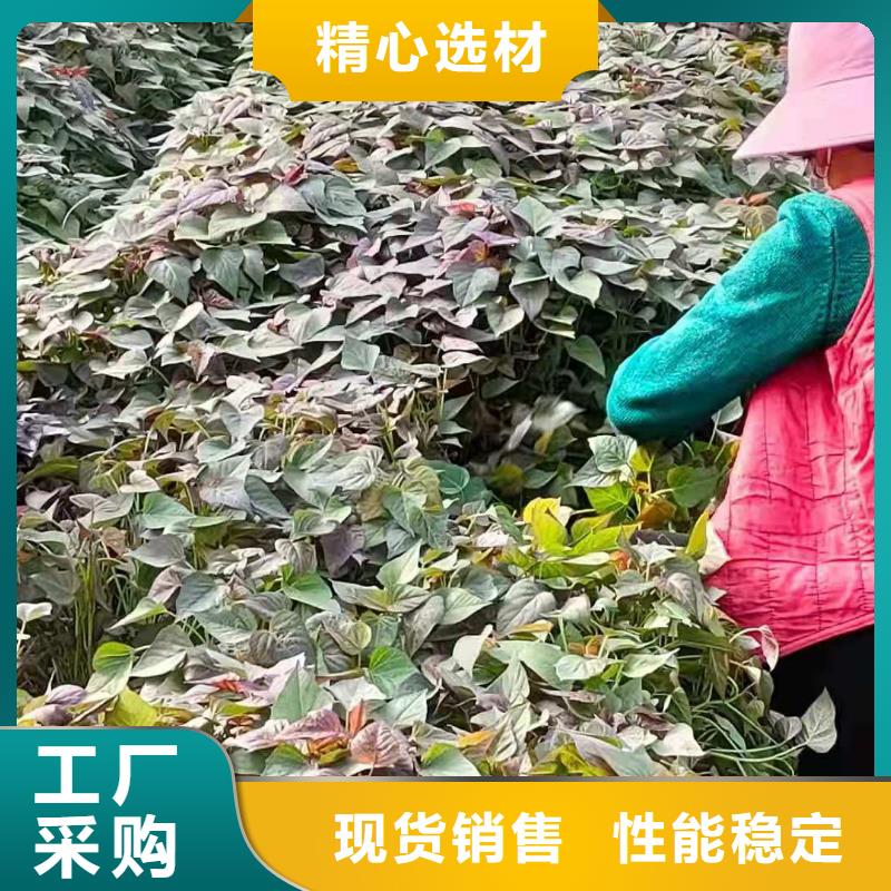 夏薯济黑2号苗子品种齐全