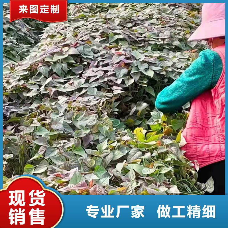 脱毒紫薯苗什么时候种