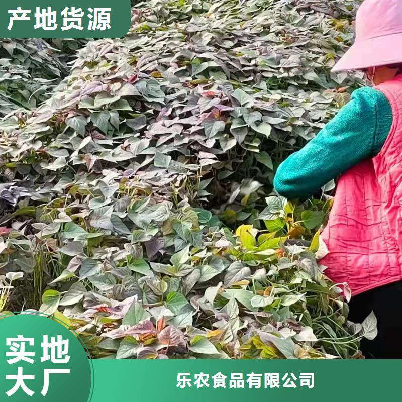 红薯苗（西瓜红）源头厂家