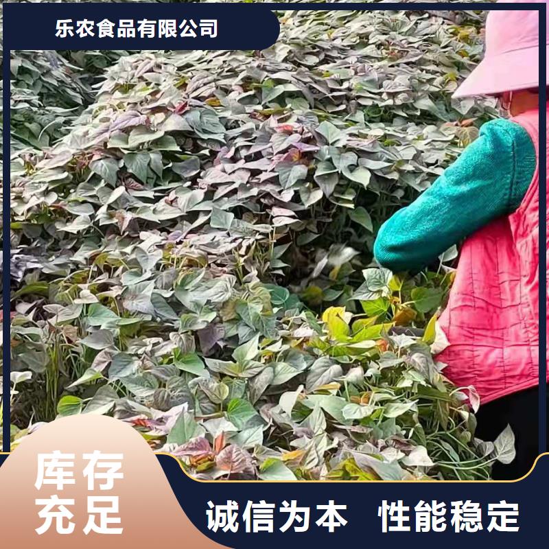 紫薯苗哪里有卖的