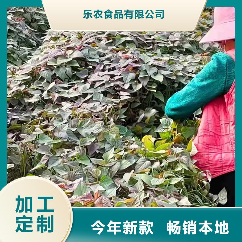 紫地瓜苗子供应