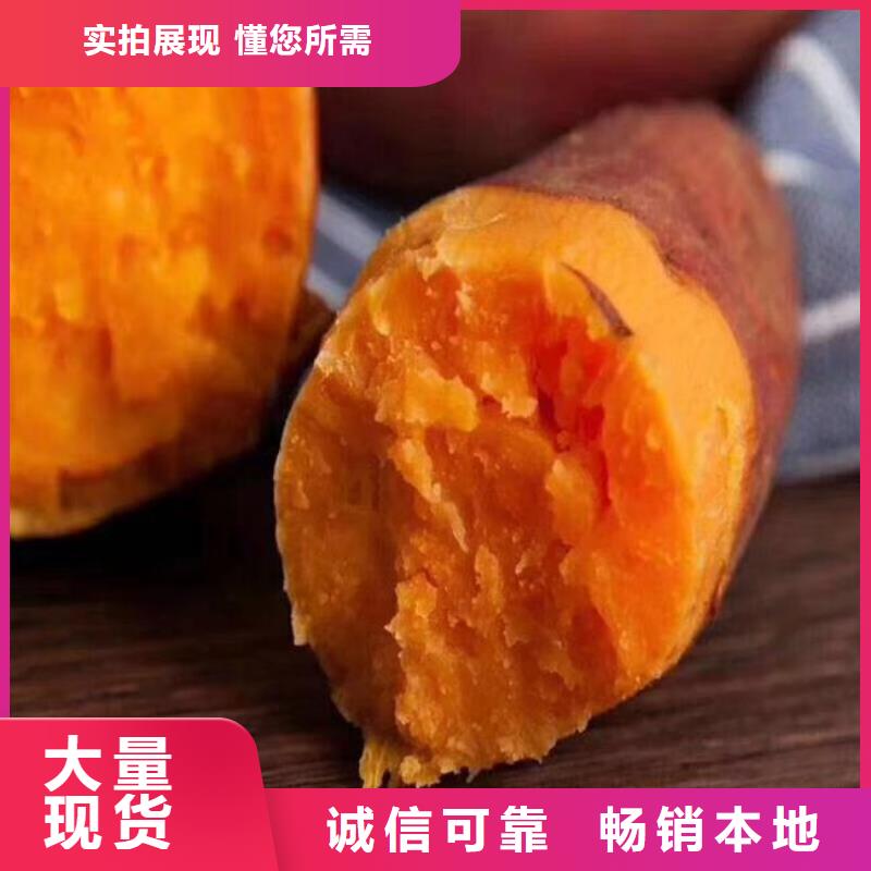 紫薯苗（绫紫）市场报价