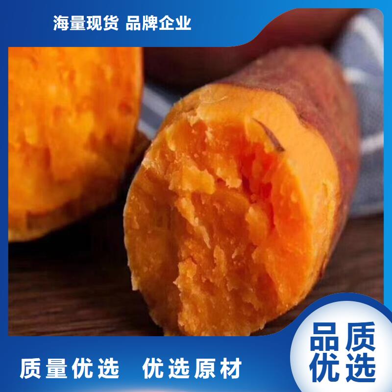 紫薯种苗图片