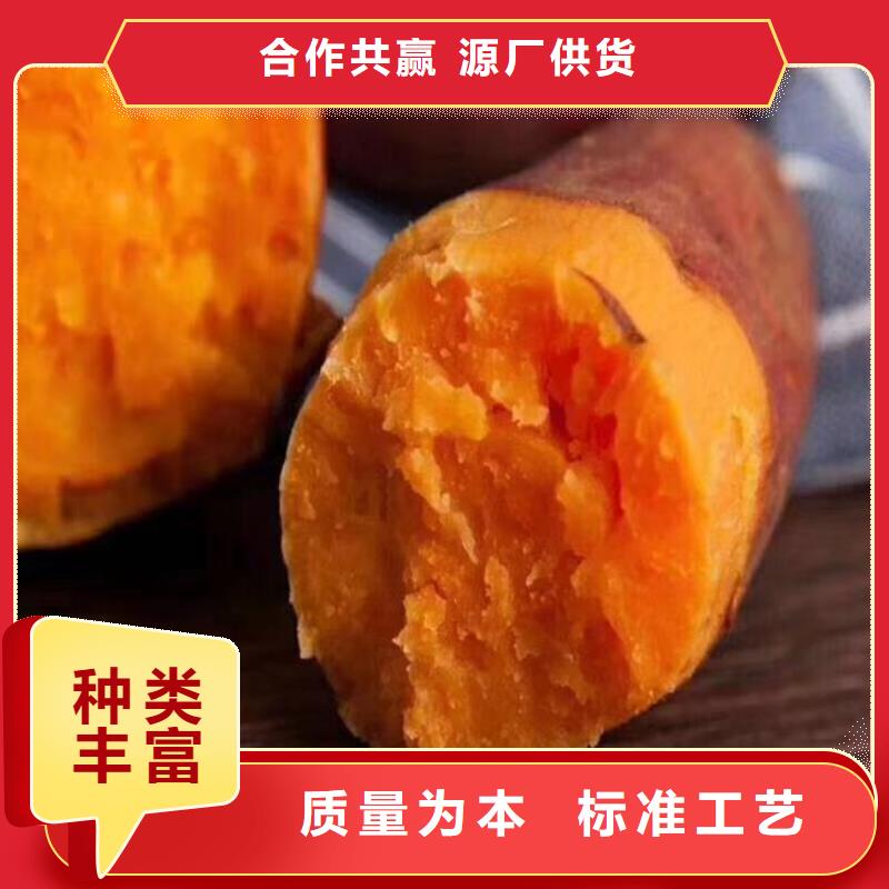 麦茬苗(紫薯)批发市场