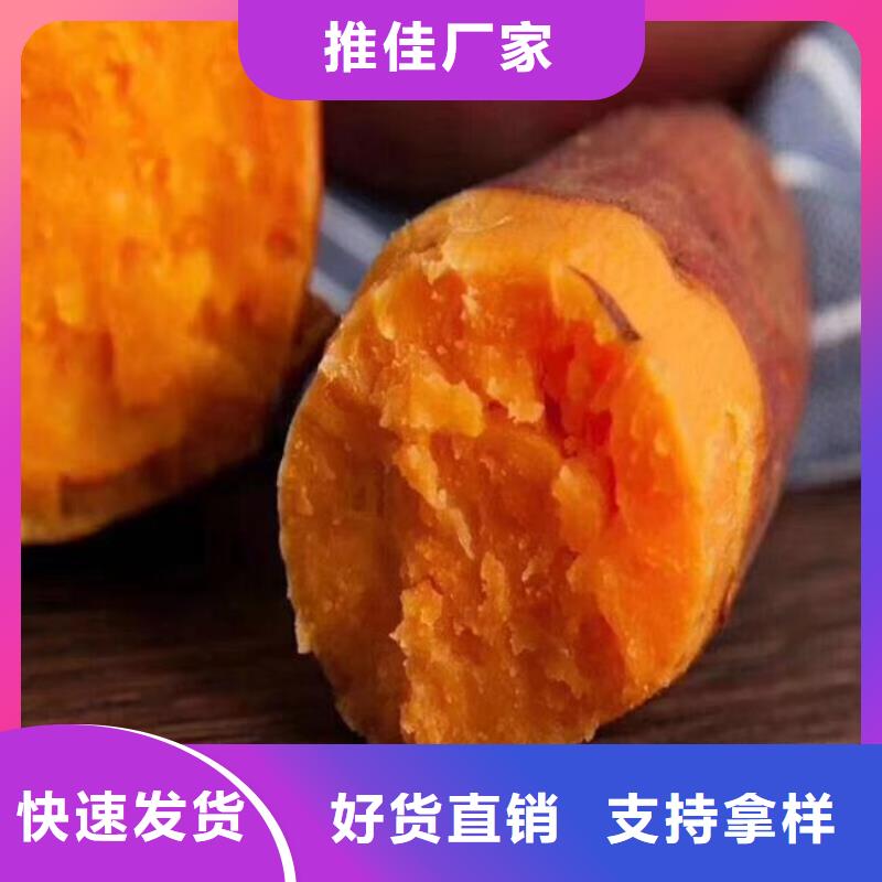 紫甘薯苗批发销售