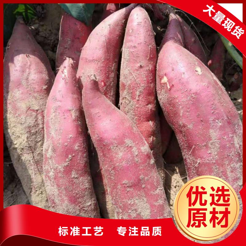 脱毒紫薯苗电话