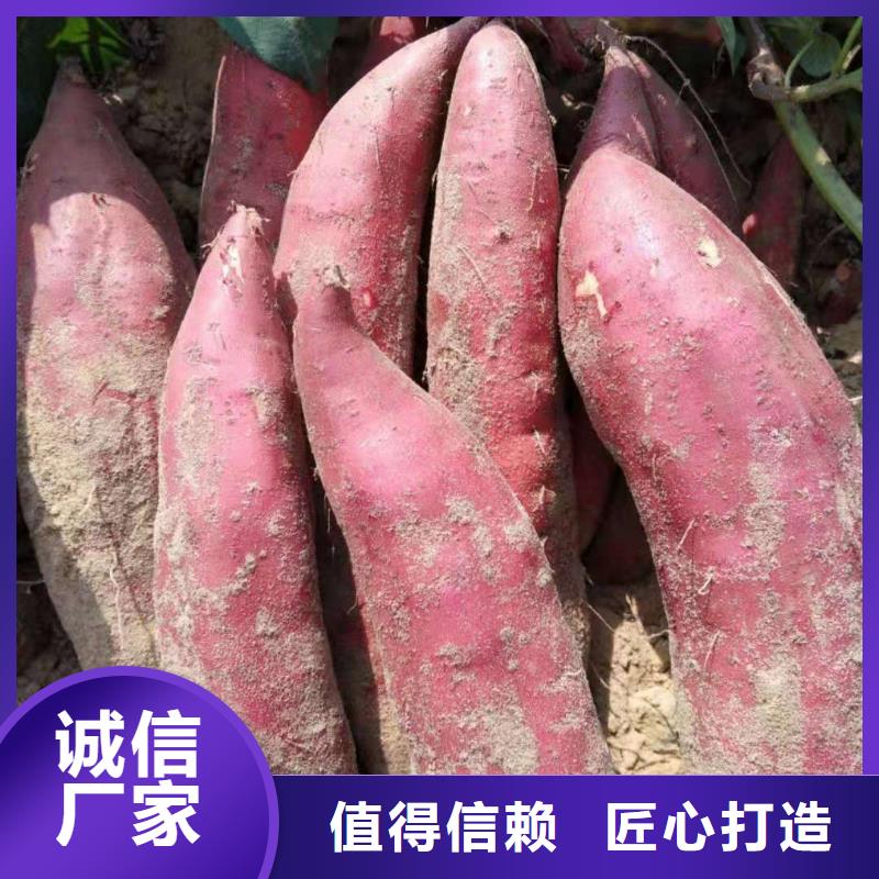 麦茬苗（紫薯)产量高