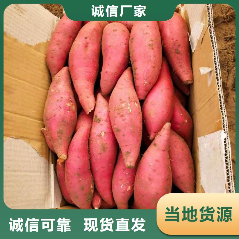 紫薯苗哪里有卖的