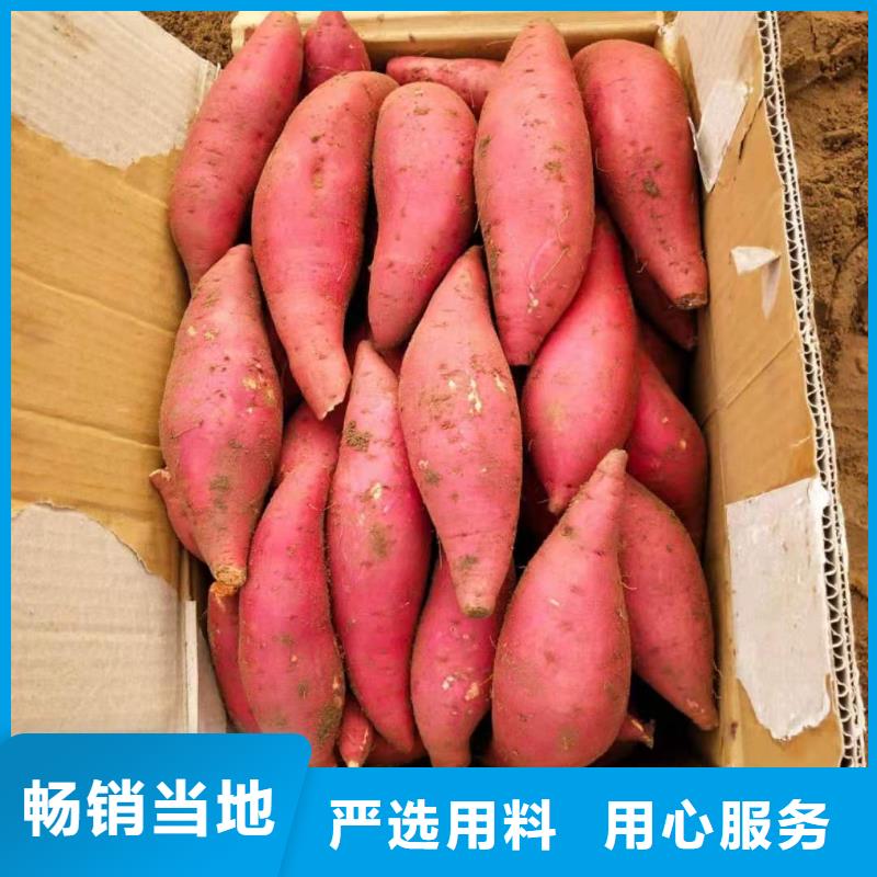 紫甘薯苗多少钱