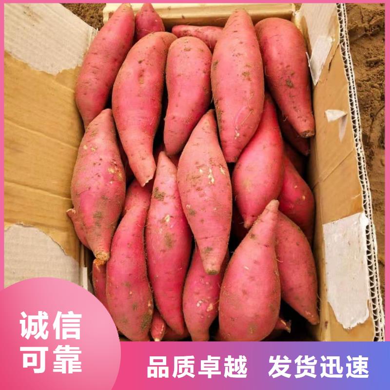 紫薯种苗厂家
