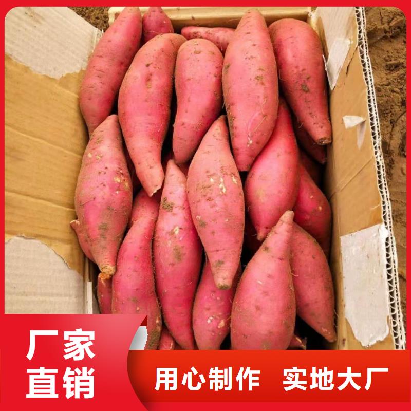 紫薯苗（济黑2号）图片