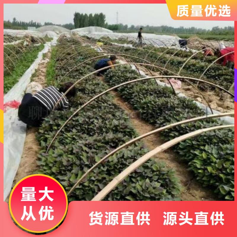 紫薯苗羽衣甘蓝粉一周内发货