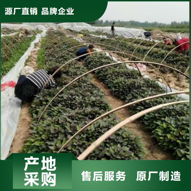 紫薯种苗厂家价格