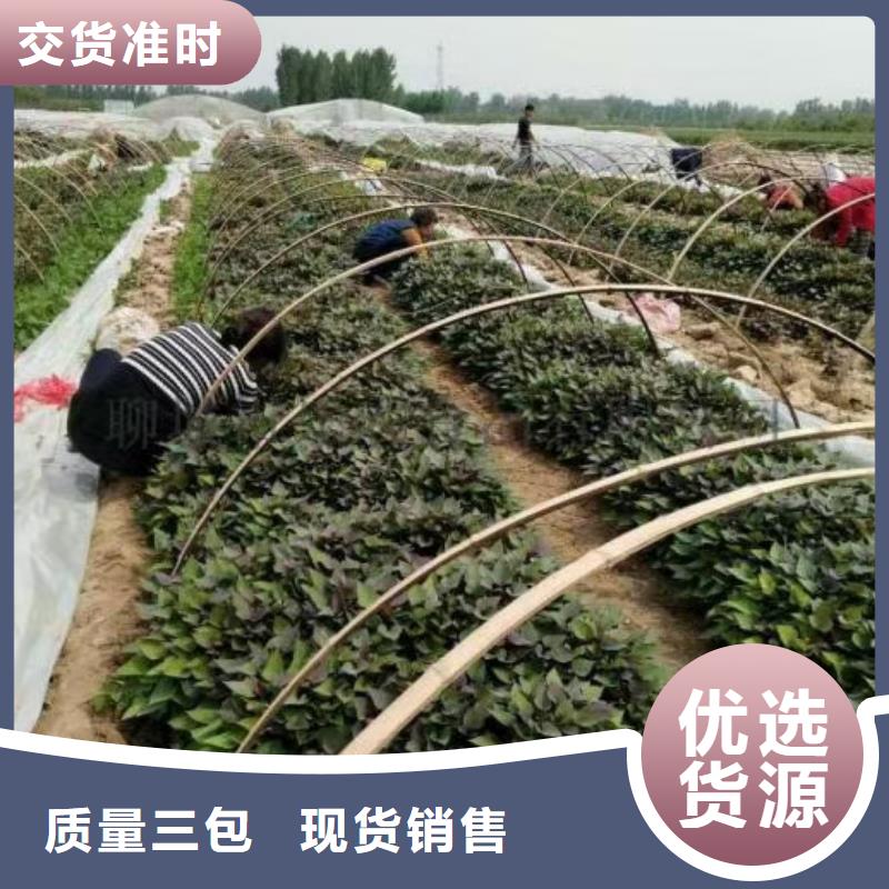 紫薯种苗种植厂家