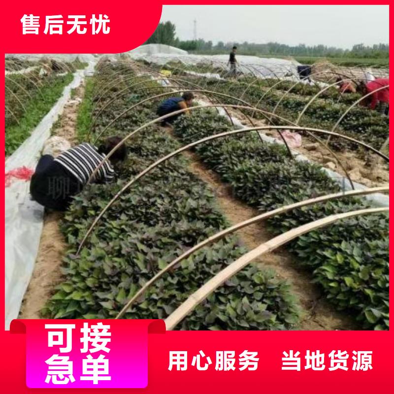 紫红薯苗哪里有卖的