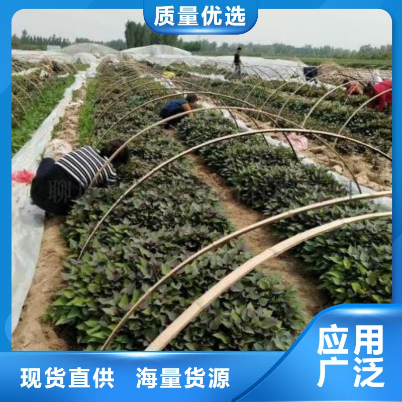紫地瓜苗子厂家价格