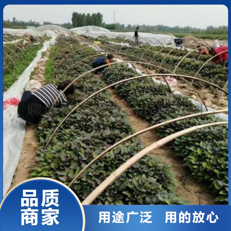 麦茬苗（紫薯)质优价廉
