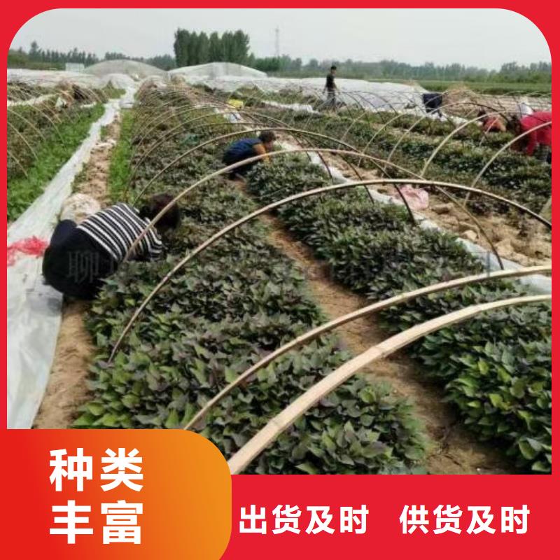 鲜食型紫薯苗2025新苗上市