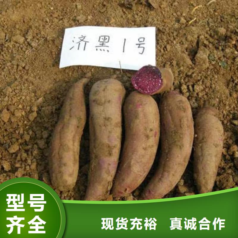 紫甘薯苗厂家价格
