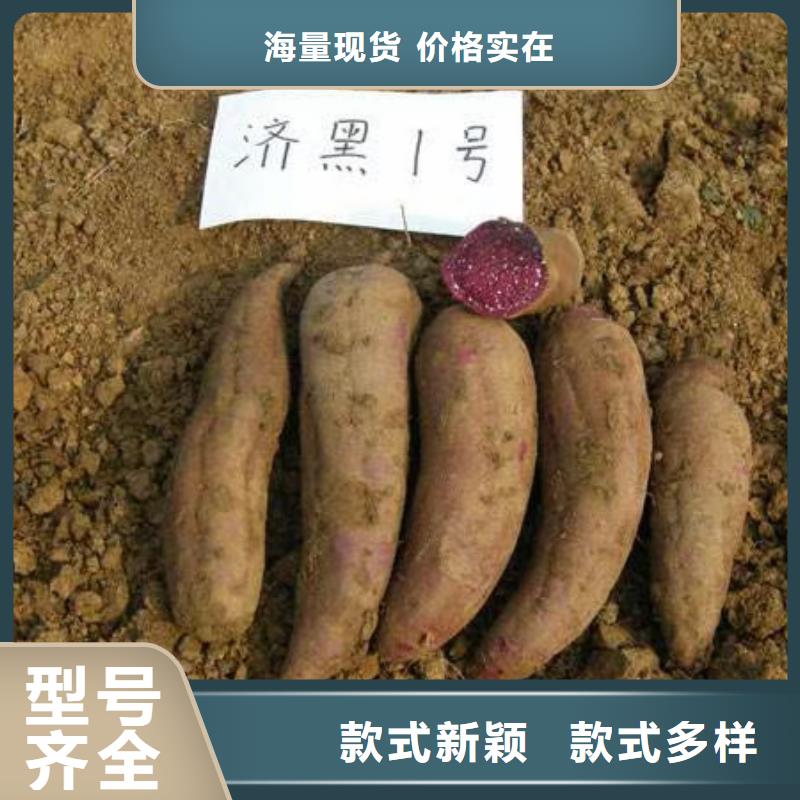 紫薯种苗种植厂家