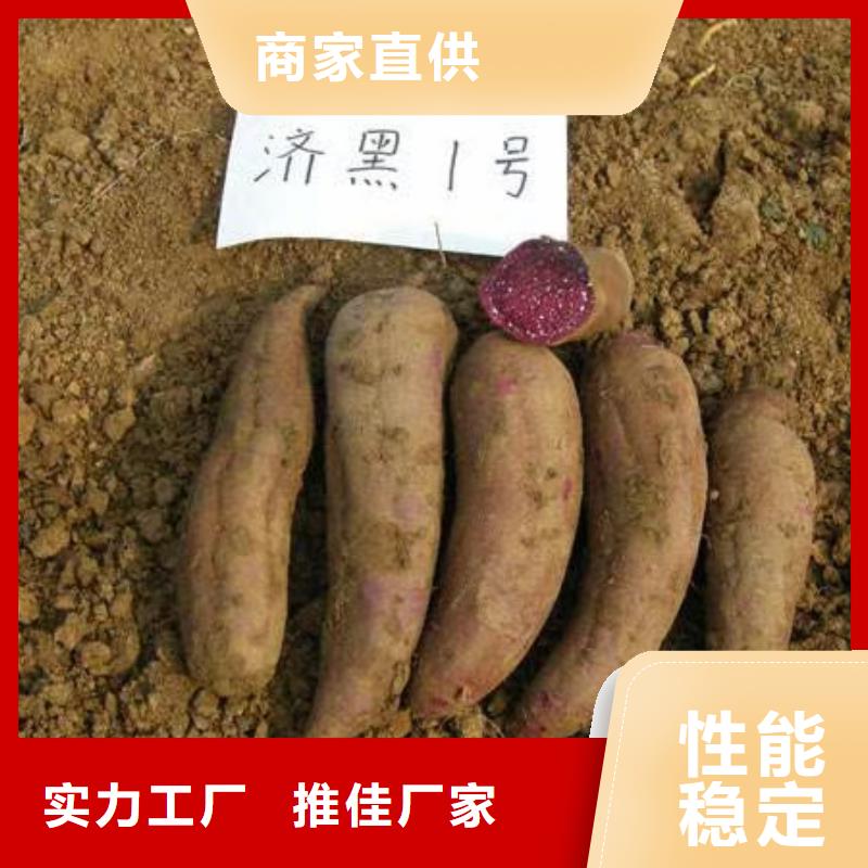 紫薯苗（绫紫）图片