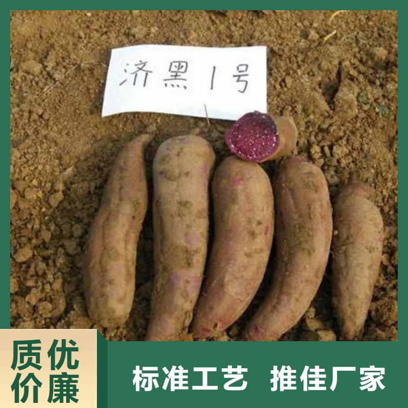 紫薯种苗报价
