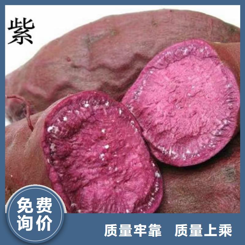 脱毒紫薯苗种植基地