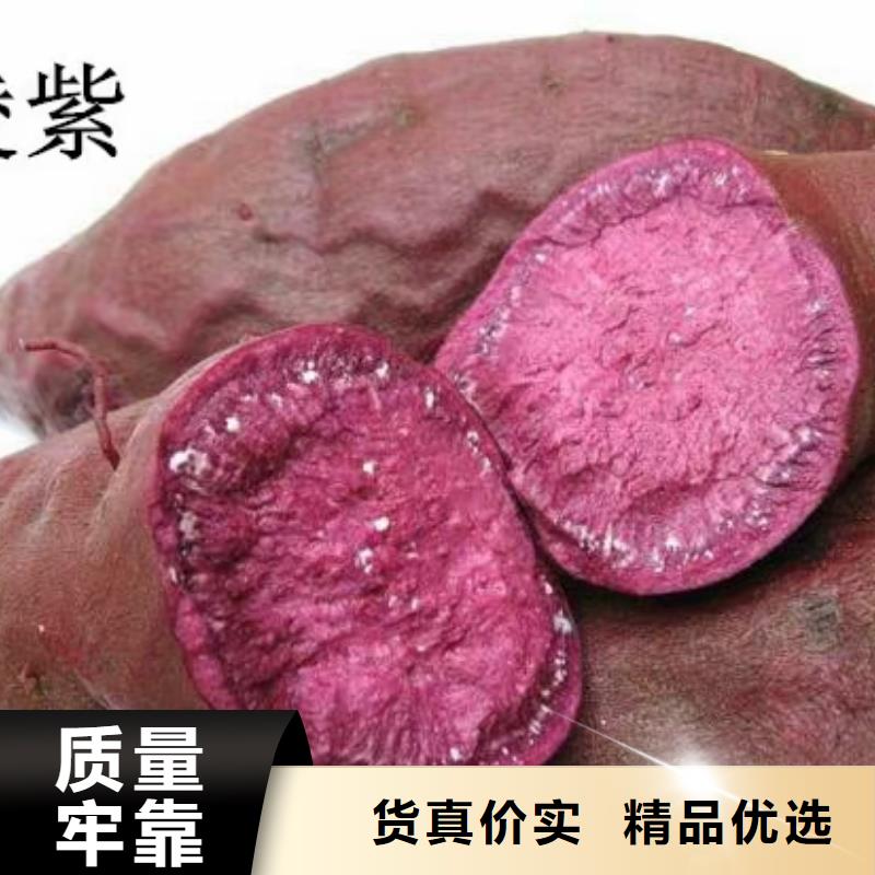 紫薯苗（济黑2号）厂家价格