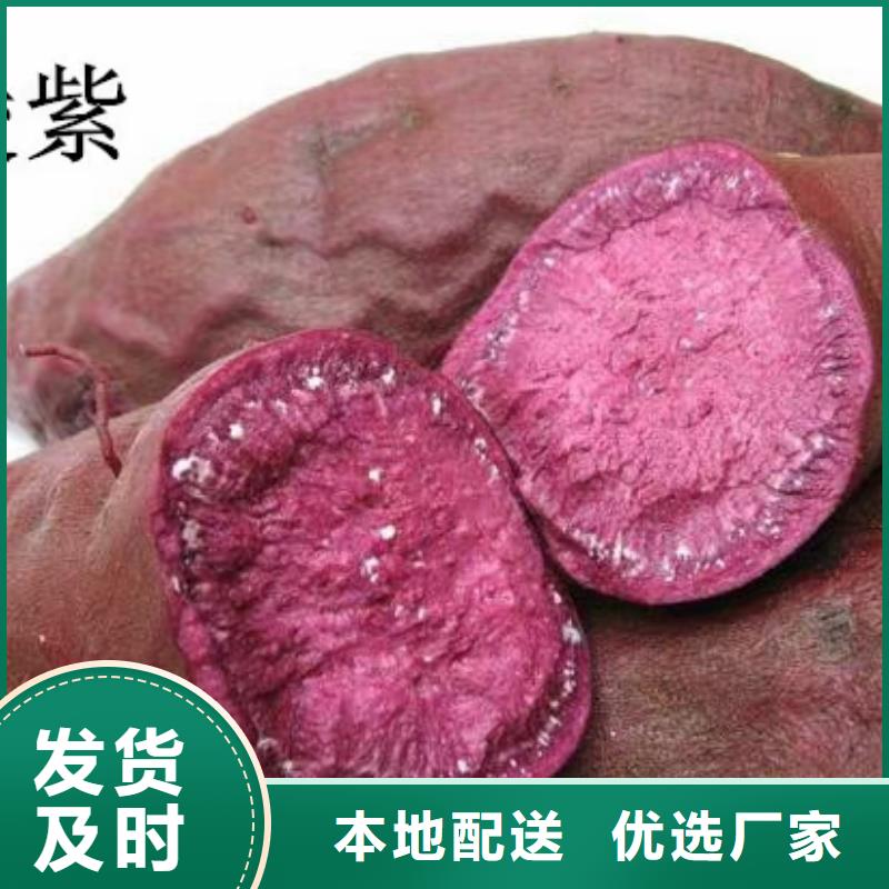 紫薯种苗厂家价格是多少