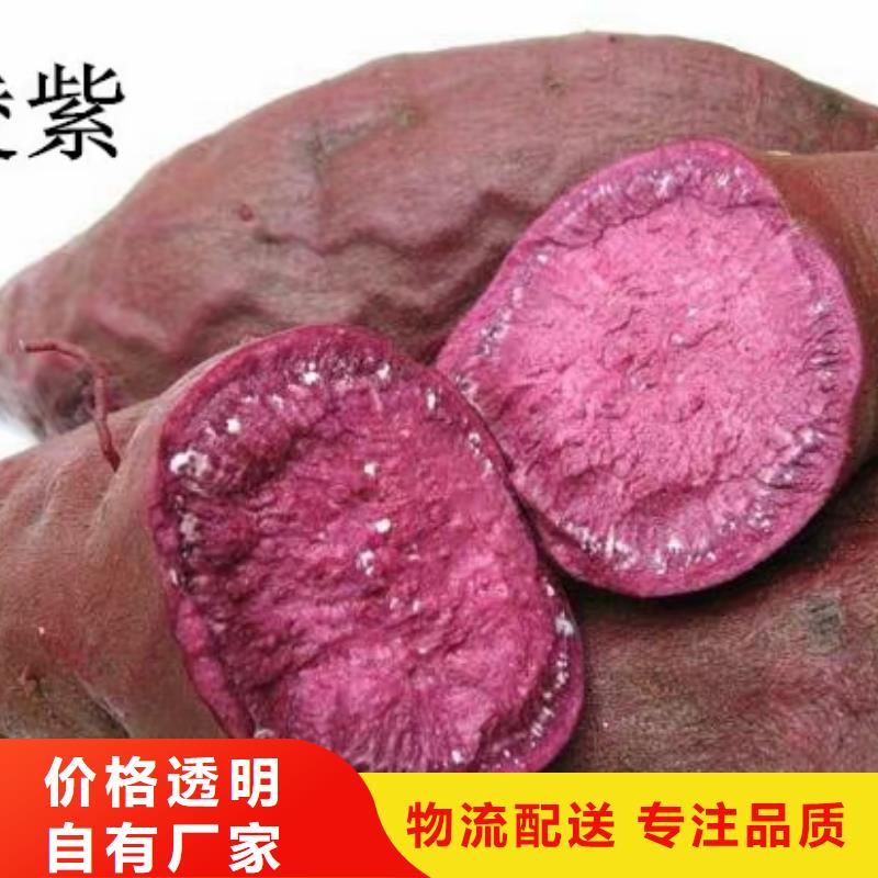 鲜食型紫薯苗批发销售